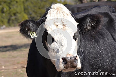 Close up of the Face of a Hereford Beef Cow Editorial Stock Photo