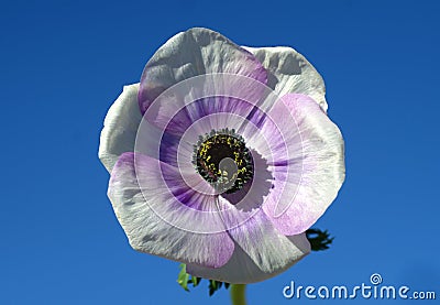 Anemone purpur and white against blue sky. Stock Photo