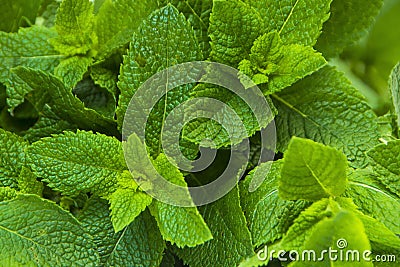 Close-up photo of fresh mint leaves Stock Photo