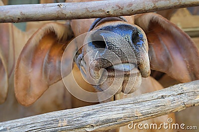 Close-up photo of the front part of a cow. Stock Photo