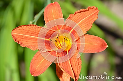 Close up photo of front side of stunning orange lily with yellow center Stock Photo