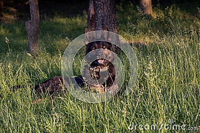 Close up photo of a germen shepherd dog lying in grass during a summer walk. Stock Photo