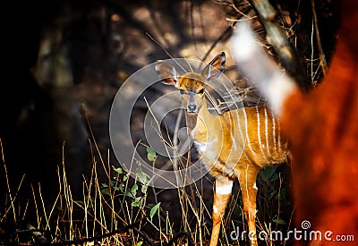 Close up photo of Giant eland baby, also known as the Lord Derby eland in the Bandia Reserve, Senegal. It is wildilfe photo of Stock Photo