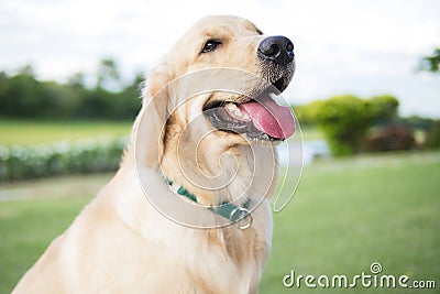 Close up photo of Golden Retriever puppy with green collar sitting in the summer park. Stock Photo