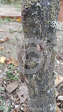 A grasshopper in the tree Stock Photo