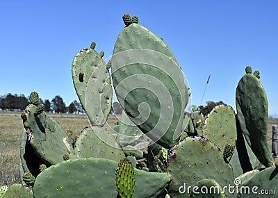 Close-up photo of green flowering cactus Stock Photo