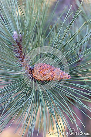 A close-up photo of a green needle pine. Small pine cones at the ends of the branches. Blurred pine needles in the background Stock Photo