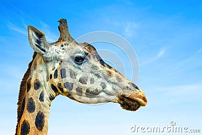 Close up photo of head of giraffe, giraffa. It`s a profile picture, African artiodactyl mammal, It is wildlife photo in Stock Photo