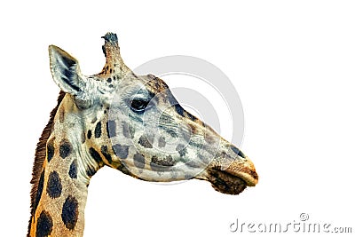 Close up photo of head of giraffe, giraffa, on white background. It`s a profile picture. It is is an African artiodactyl Stock Photo