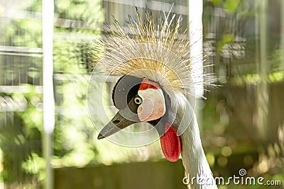 Close up photo of the head of The grey crowned crane Stock Photo