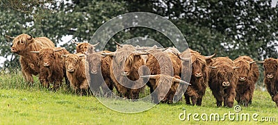 A close up photo of a herd of Highland Cows Stock Photo