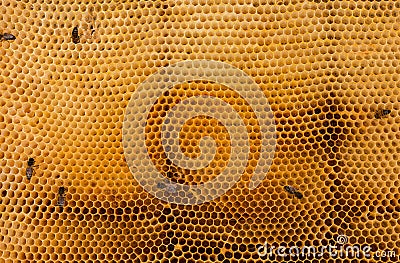 Close up photo - hive of bees on the golden honeycomb full of nectar. Bees convert nectar into the honeycomb. Several Bees working Stock Photo