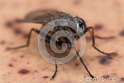 Close up Photo of House Fly on Brown Spotted Surface