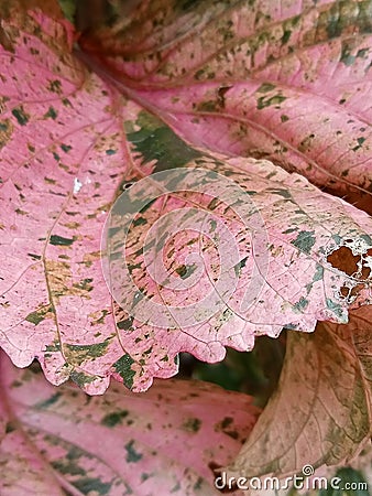 Close-up photo of the leaves of the ornamental plant Acalypha Wilkesiana Stock Photo