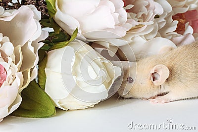 Close-up photo of litle cute white rat in Beautiful Flowering Cherry Tree branches Stock Photo