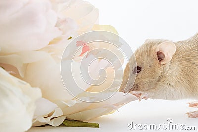 Close-up photo of litle cute white rat in Beautiful Flowering Cherry Tree branches Stock Photo