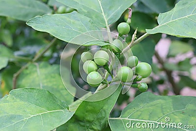 Close-up photo of a lot of green eggplants, lots of fruit, growing organic vegetables Stock Photo