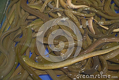 Close-Up Photo Many Brown Eels (Monopterus Albus) Stock Photo