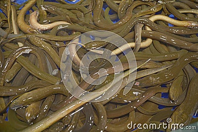 Close Up Photo Many Brown Eels (Monopterus Albus) Stock Photo