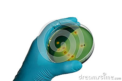 Close up photo of microbiologist hand cultivating a petri dish w Stock Photo