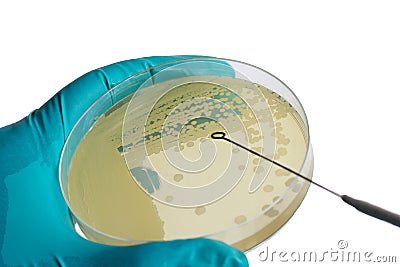 Close up photo of microbiologist hand cultivating a petri dish w Stock Photo