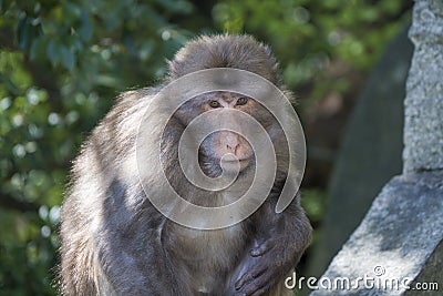 Close-up photo of a mountain monkey in Anhui, China Stock Photo