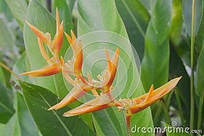 branching orange flowers Stock Photo