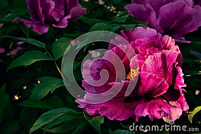 Close up photo of peony paeonia officinalis flowers with morning dew in sunlight Stock Photo