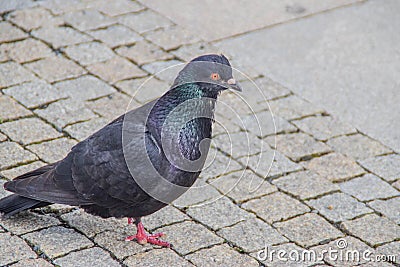 A close up photo of a pigeon on a brick ground Stock Photo