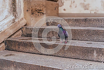 A close up photo of pigeon on stairs of a church Stock Photo