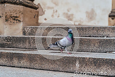 A close up photo of pigeon on stairs of a church Stock Photo