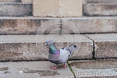 A close up photo of pigeon on stairs of a church Stock Photo