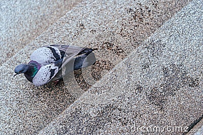 A close up photo of pigeon on stairs of a church Stock Photo