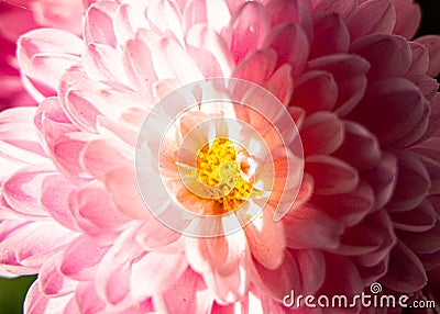 Close-up photo of a pink chrysanthemums Stock Photo