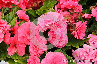 Pink flowers in full bloom. Stock Photo