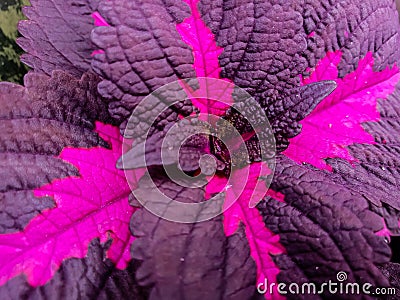 close up photo of pink miana plant Stock Photo