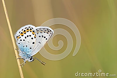 Male Plebejus idas , The Idas blue or northern blue butterfly Stock Photo