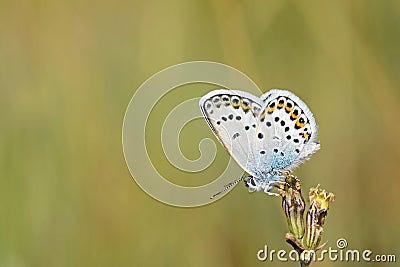 Male Plebejus idas , The Idas blue or northern blue butterfly on flower Stock Photo