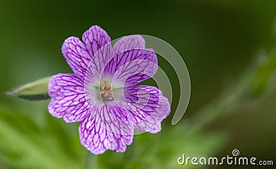 A close up photo of a purple Geranium Stock Photo