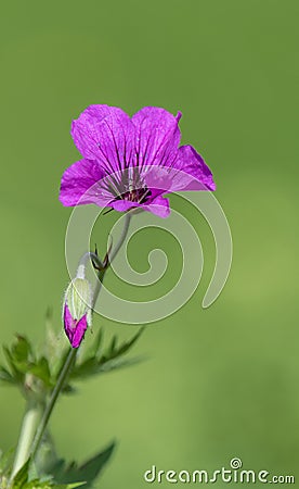 A close up photo of a purple Geranium Stock Photo