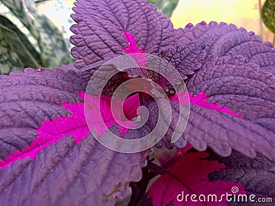 close up photo of purple miana plant Stock Photo