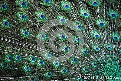 Close-up photo of a real peacock beautiful feathers Stock Photo