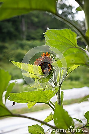 Red Sunflower Stock Photo