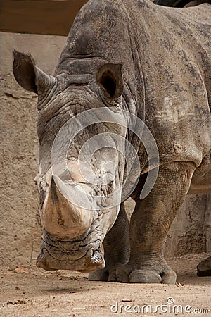 A close up photo of a rhino's head, horn and eye Stock Photo