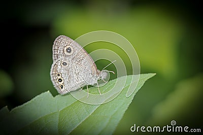 close up photo of a samll butterfly Stock Photo
