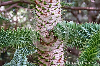 Close up photo showing detail of the trunk, bark and evergreen leaves of the monkey puzzle tree. Stock Photo