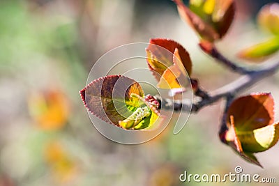 Close up photo of small red colored leaves of aronia or black chokeberry bush berry tree Stock Photo