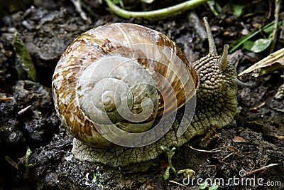 Snail on the forest road Stock Photo