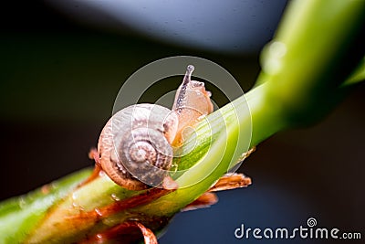 Close up photo - Snail Stock Photo