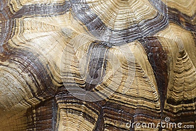 A close up photo taken on a Ploughshare Tortoise shell pattern Stock Photo